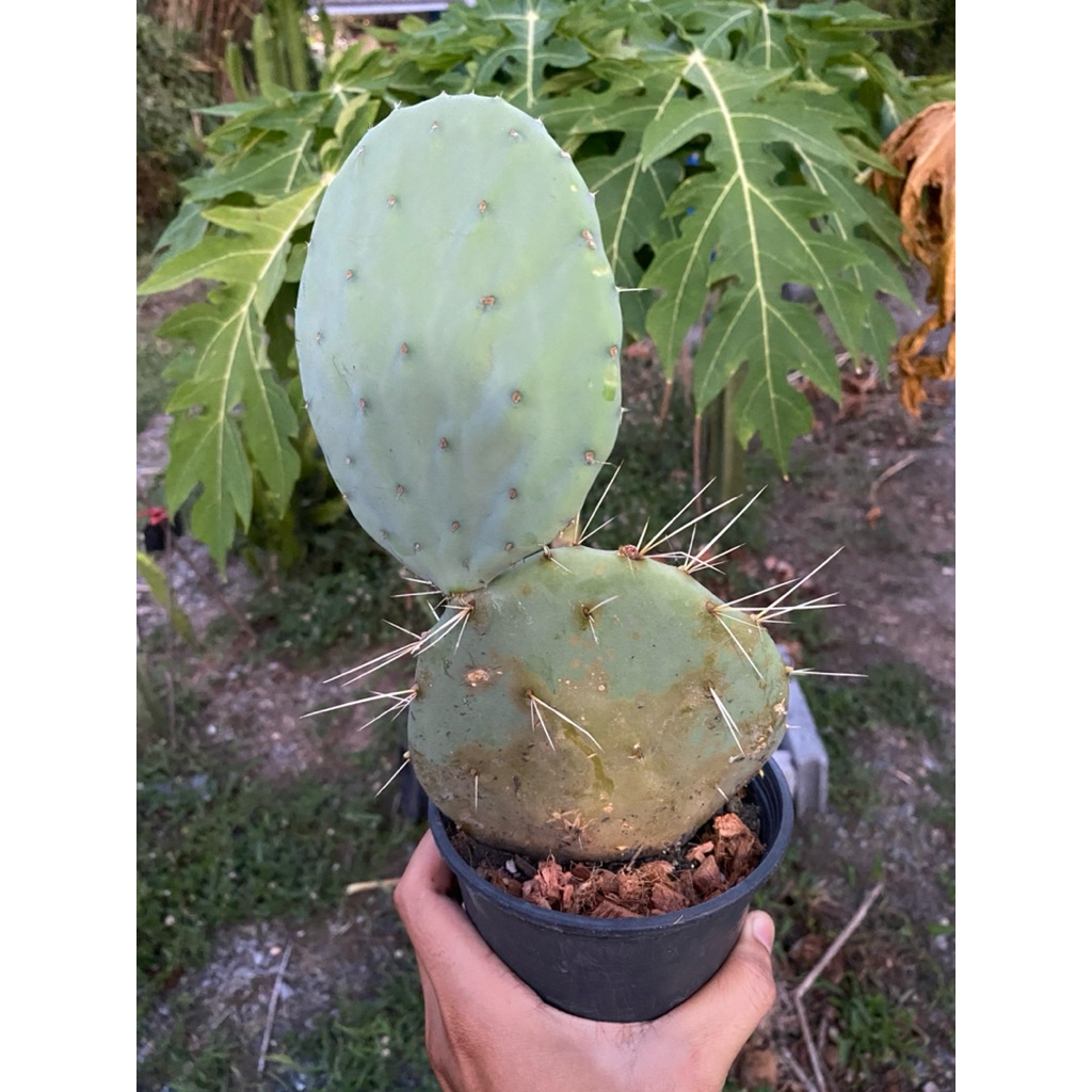 Opuntia giant robusta เลี้ยงแดดธรรมชาติ/โอพันเทีย ไจแอนท์ โรบัสต้า
