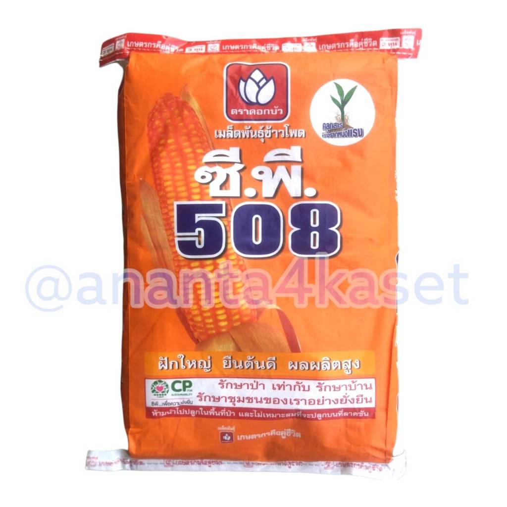 เมล็ดพันธุ์ข้าวโพดเลี้ยงสัตว์ ซี.พี.508 / ซีพี508 / CP508 ขนาดบรรจุ ถุงละ 10 กิโลกรัม /10 Kg.