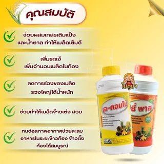 ชุดข้าวท้อง มหิงสา (เอ-คอมโบ + ซีพาส) บำรุงรวงข้าว เมล็ดเต่ง น้ำหนักดี ช่วยผสมเกสร ลดเมล็ดลีบ สำหรับนาข้าว 10-15 ไร่