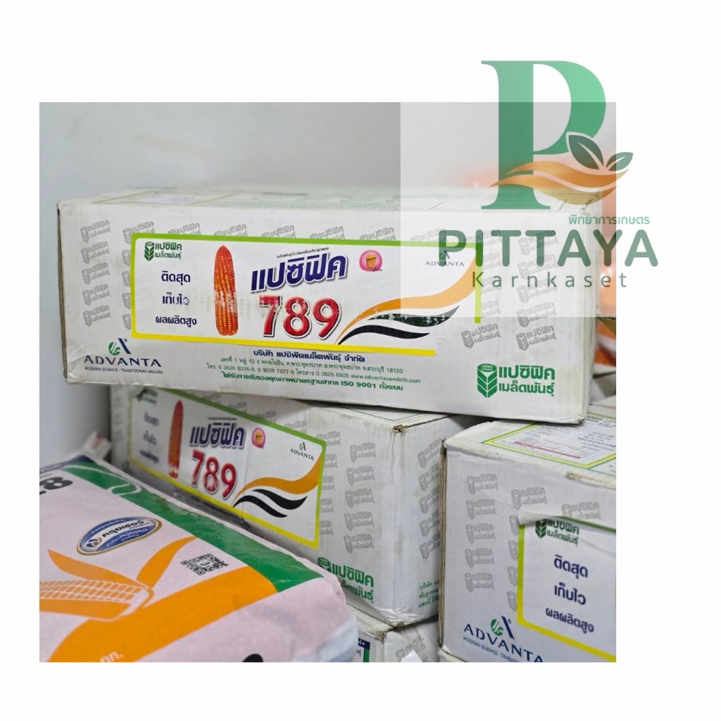 ข้าวโพดแปซิฟิค 789 เมล็ด 3 หุน ( ยกลัง 20 กิโลกรัม ) ติดสุดปลายฝัก ผลผลิตต่อไร่สูง
