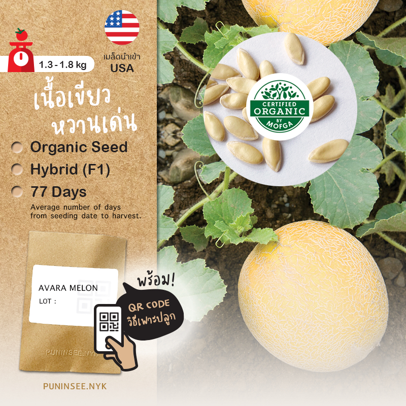 เมล็ดผลไม้นำเข้า เมล่อน Arava Melon (Organic F1) Non-GMO เมล็ดพันธุ์ลูกผสม ปันอินทรีย์