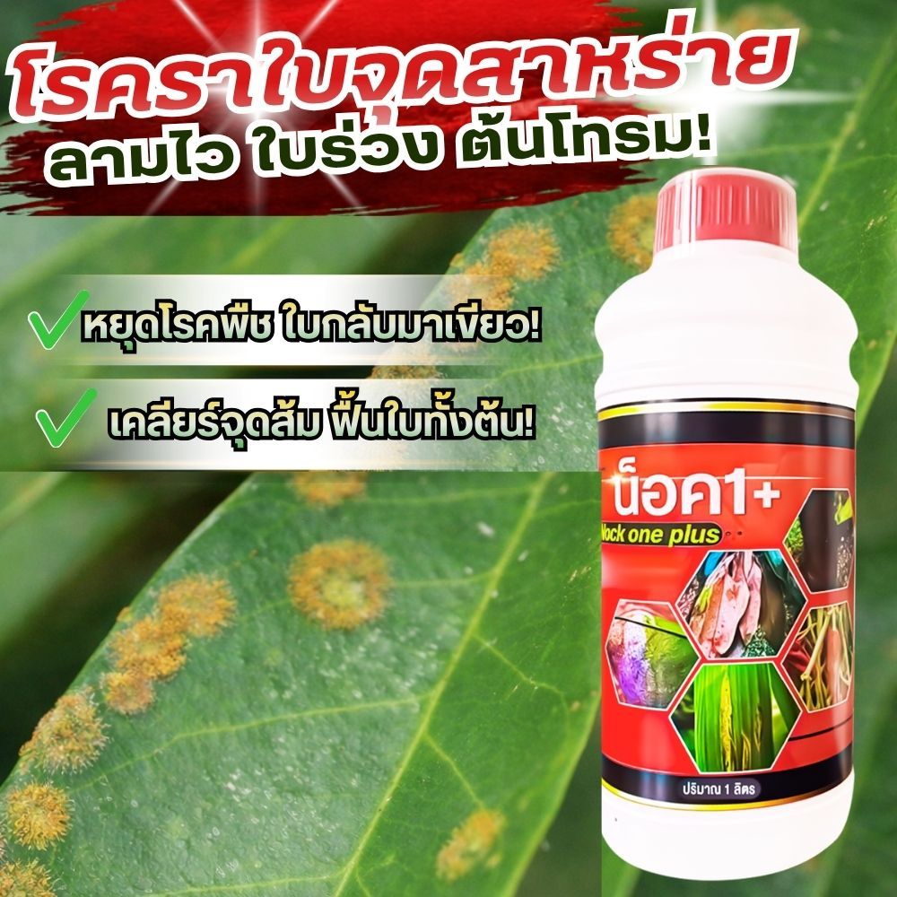 จบปํญหา ราใบจุดสาหร่าย ใบจุดสีน้ำตาล ขอบใบนูน ราสนิม ใบร่วง ใบซีดเหลือง หยุดลุกลาม ต้นกลับมาแข็งแรง