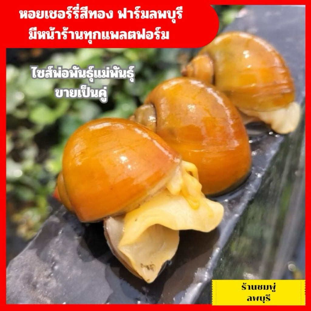เชอร์รี่สีทอง ไซส์หนุ่มสาว 1กิโล ขายเป็นโล ได้ประมาณ40-50ตัว