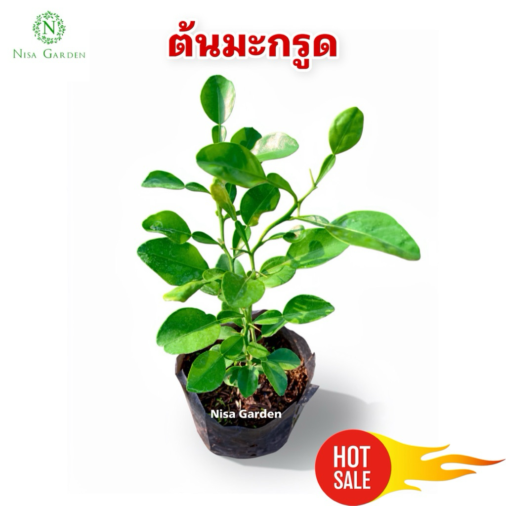 Nisa Garden ต้นมะกรูด เพาะเมล็ด พันธุ์ใบใหญ่ รากเยอะ พร้อมปลูก ถุงดำ 4 นิ้ว