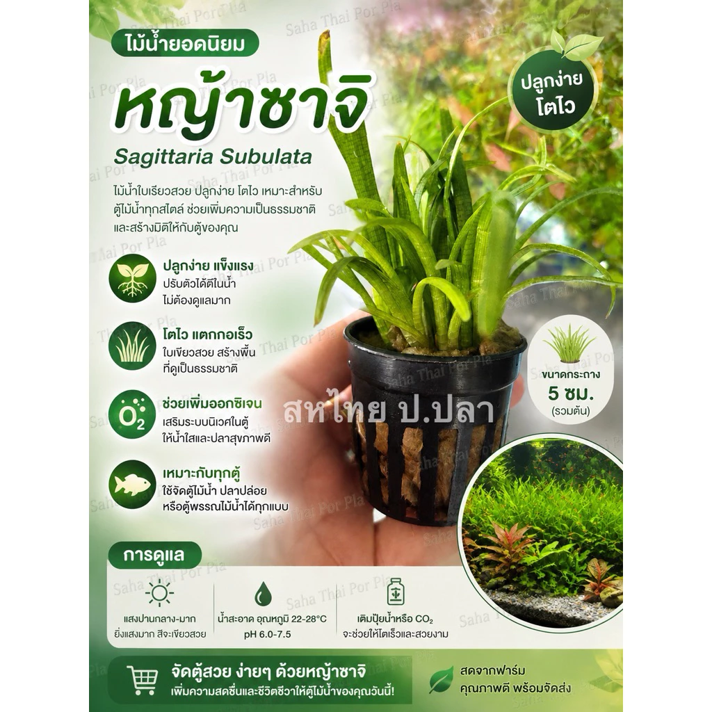 หญ้าซาจิ หรือ Sagittaria subulata เป็นไม้น้ำพื้นตู้ยอดนิยม เลี้ยงง่าย โตไว แตกกอเร็ว ช่วยเพิ่มอ๊อกซิเจน