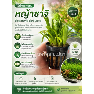 หญ้าซาจิ หรือ Sagittaria subulata เป็นไม้น้ำพื้นตู้ยอดนิยม เลี้ยงง่าย โตไว แตกกอเร็ว ช่วยเพิ่มอ๊อกซิเจน