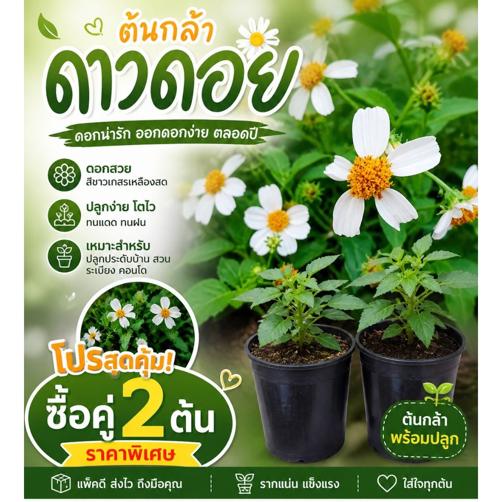 ต้นกล้าดาวดอย ดอกเล็กๆเสน่ห์เกินต้าน ดอกขาว เกสรเหลือง ปลูกง่าย โตไว ออกดอกตลอดปี