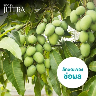 จิตตรา ต้นพันธุ์มะม่วงเบาใต้ เสียบยอดสูง 60-80 ซม. โตไว ให้ผลเร็ว พร้อมส่ง เคลมฟรี ต้นพันธุ์ผลไม้
