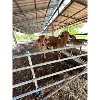 “ขี้วัวแห้งแท้ 100% 🌱 กระสอบ 15 โล เนื้อละเอียด ใช้งานง่าย ของพร้อมส่ง 🐄”