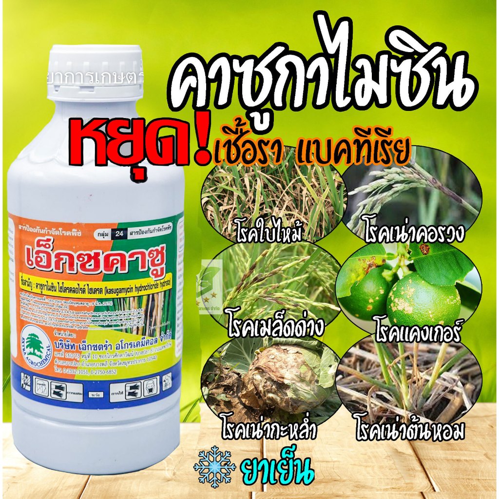 คาซู่ (สาร คาซูกาไมซิน ไฮโดรคลอไรด์ ไฮเดรด 2% W/V SL ) 1ลิตร โรคใบไหม้คอรวง ใบส้ม คาซู