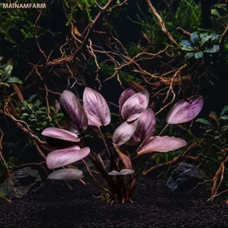 พัดวีแดง (ลาเจนานดร้า) เลือกขนาดได้ - Lagenandra Meeboldii 'Red' ต้นไม้น้ำ