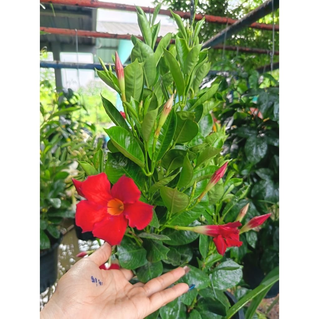 ต้นจันทร์ดารา ดอก สีแดง #สายพันธุ์ที่มีดอกสีแดงสดใสออกดอกดกได้สวยอลังการและงดงามมาก