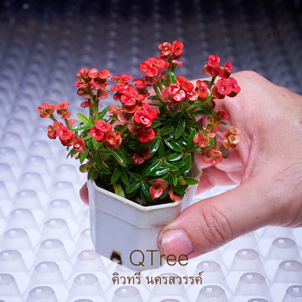 โป๊ยเซียนแคระไม้เล็กมินิมอลในกระถางขนาด 2 นิ้วEuphorbia milli