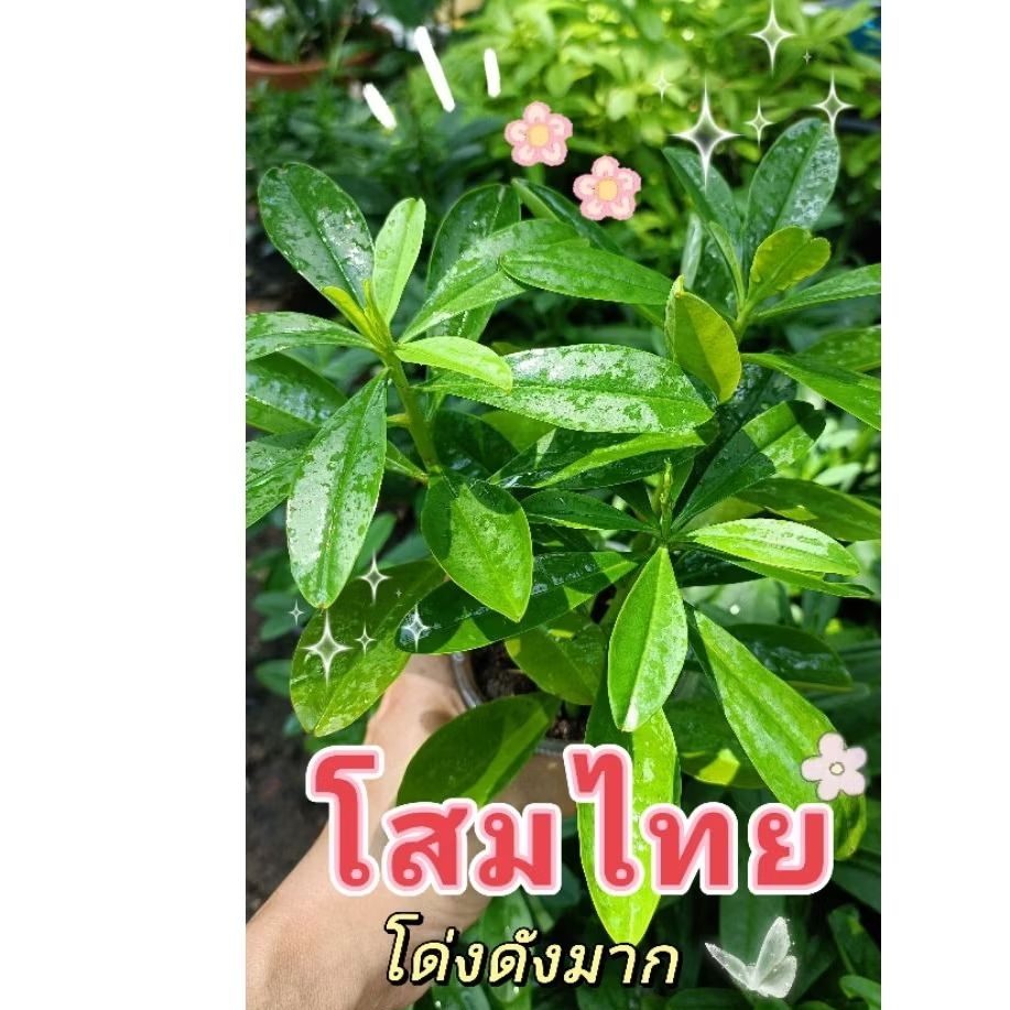 🌿ต้นโสมไทย🌳*ผักแข็งแรง 💪โสมคน✨ 1กระถาง 3-5 ต้น รากแน่นๆ ✨💪