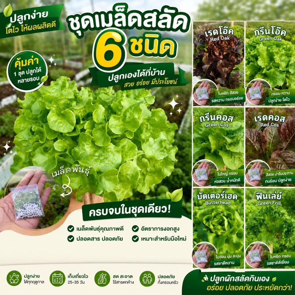 ชุดเมล็ดพันธุ์ผักสลัดยอดนิยม 6 ชนิด ทนร้อน อัตราการงอกสูง ปลูกง่าย เมล็ดนำเข้า