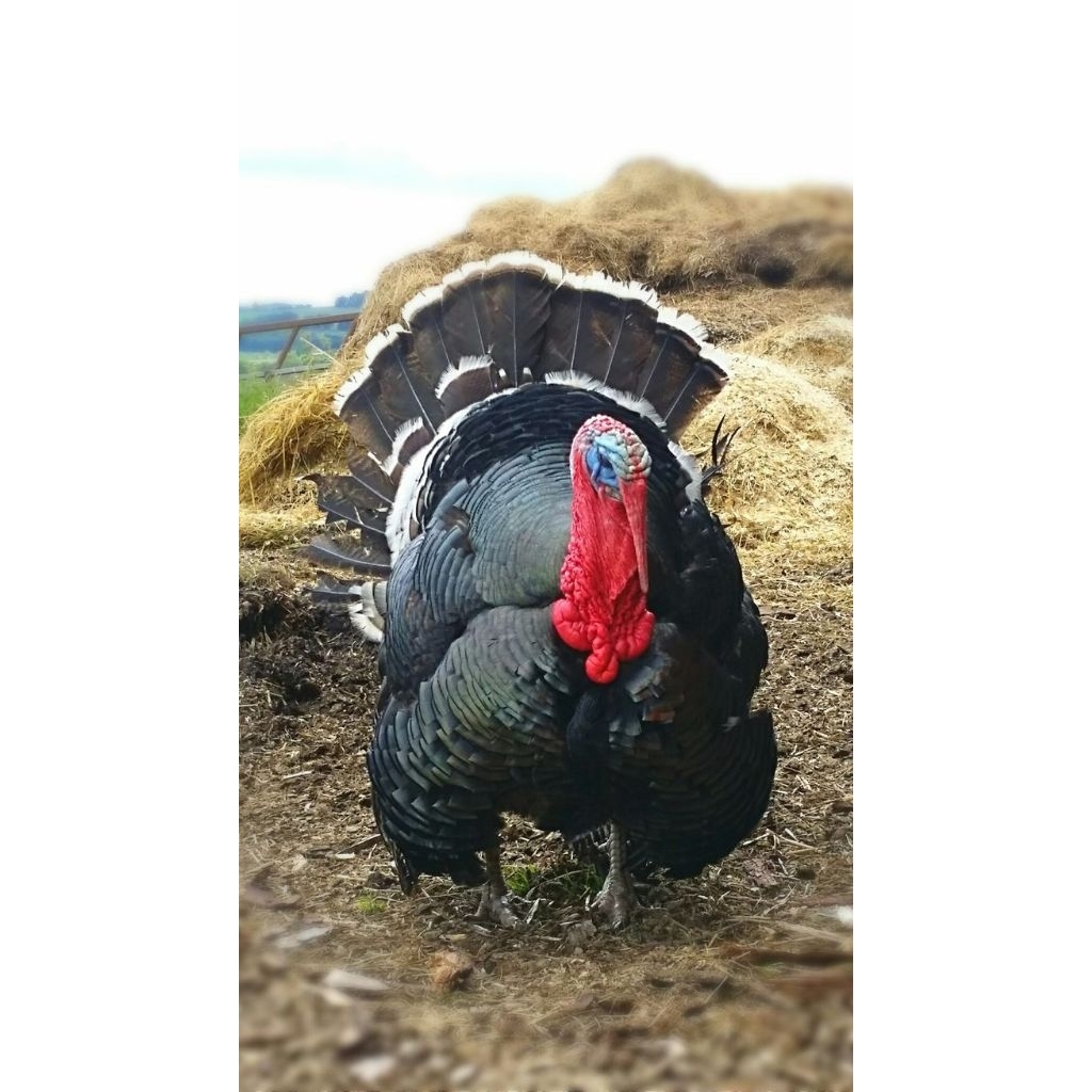 ไข่เชื้อไก่งวง (อังกฤษ: Turkey) แบบสวยๆเป็นไก่เลี้ยงสวยงาม กินไข่ได้กินเนื้อได้ อร่อยมาก