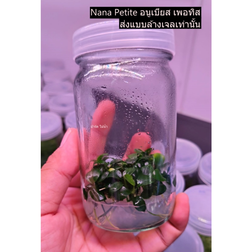 Anubias Nana Petite อนูเบียส เพอทิส เนื้อเยื่อ ร้าน ปาร์ค ไม้น้ำ พร้อมส่ง