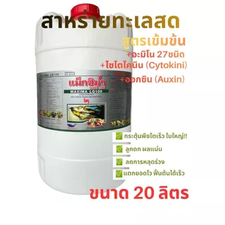 สาหร่ายอะมิโน + จิ๊บ+ไซโตไคนิน(แม็กซิม่า )สูตรเข้มข้น ช่วยการเปิดตาดอก การติดผล ลดการหลุดร่วงของดอกและผล 20 ลิตร