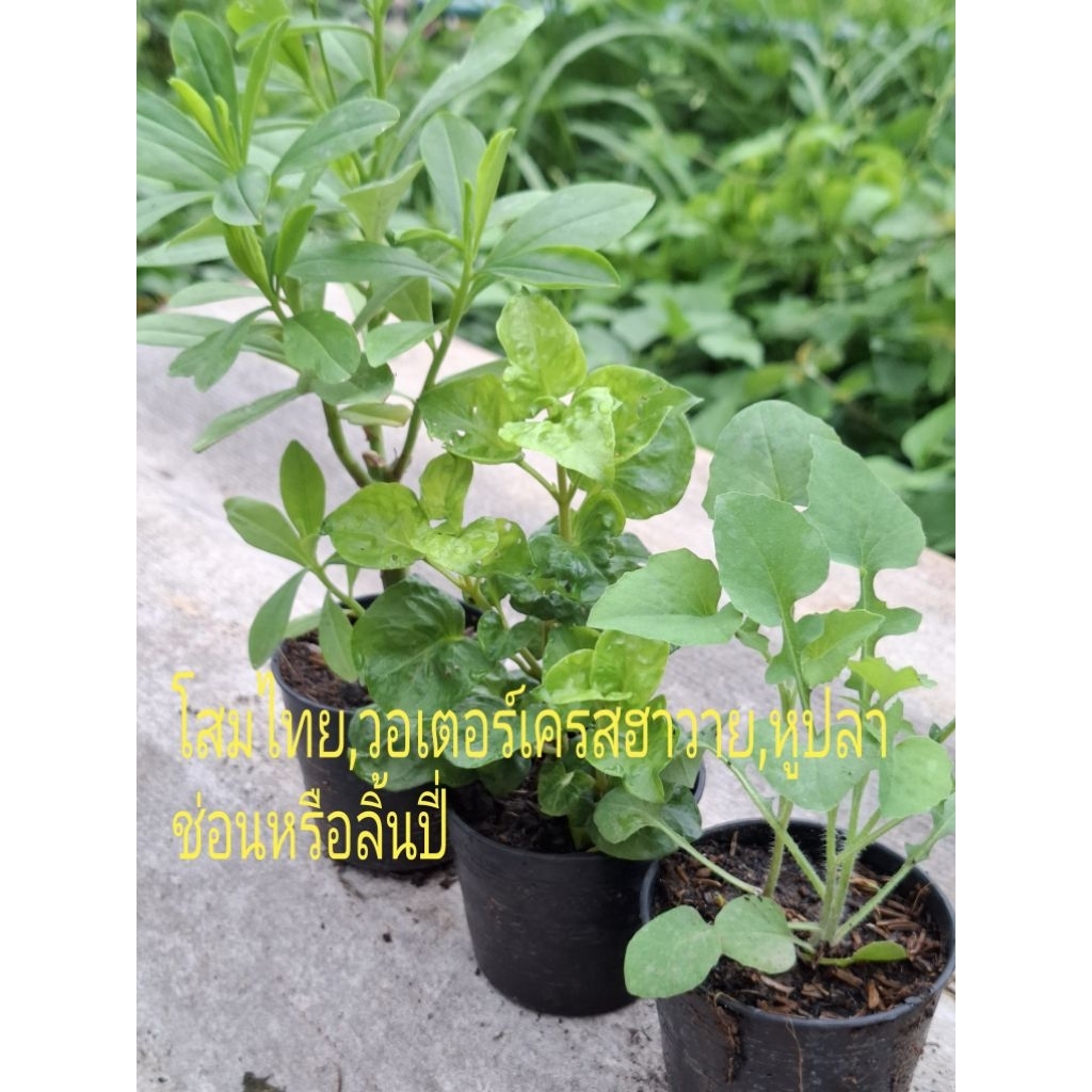 ต้นพันธุ์ โสมไทย ,วอเตอร์เครสฮาวาย และ ลิ้นปี่หรือหูปลาช่อน(ผักแข็งแรง)