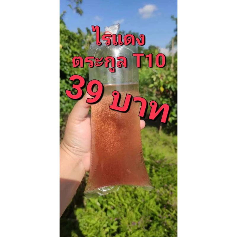 ไข่ไรแดง T10 เหมาะสำหรับนำไปเป็นอาหารปลา หรือนำไปเพาะเลี้ยงเพื่อขยายต่อได้เลย