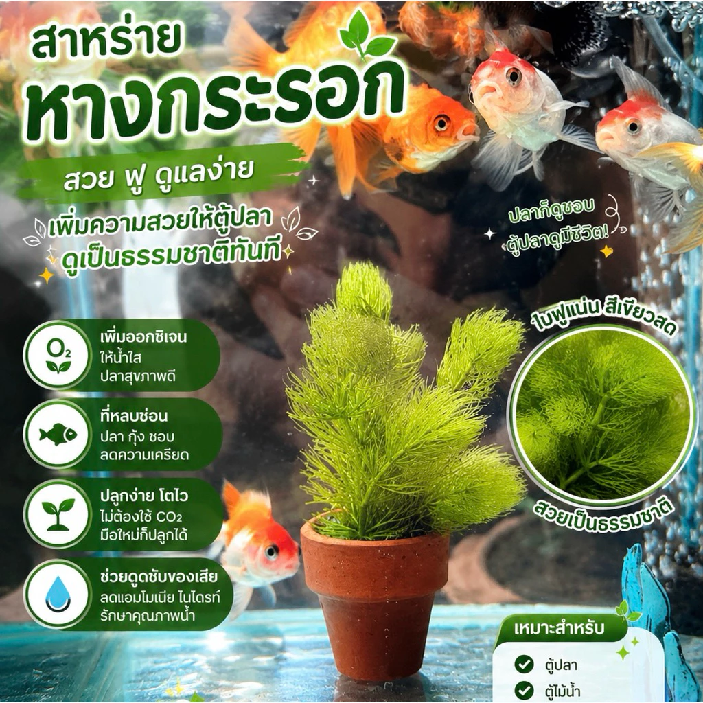 🏡สาหร่ายหางกระรอกเป็นอาหารปลา🐟 อาหารกุ้ง อาหารหอยได้ดี5แถม1