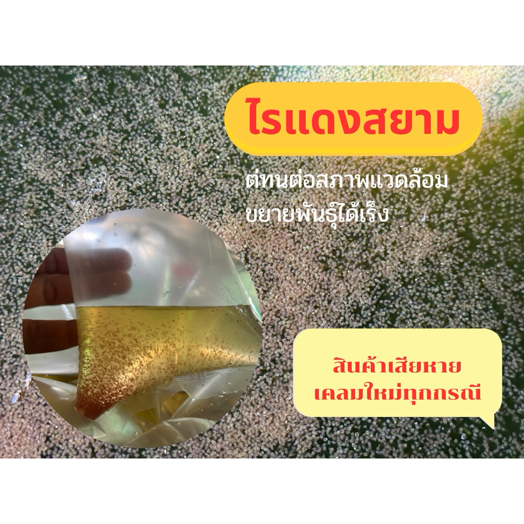 ไรแดง พันธุ์ไรแดงสยาม เหมาะสำหรับอนุบาลลูกปลา ขยายพันธุ์เร็ว