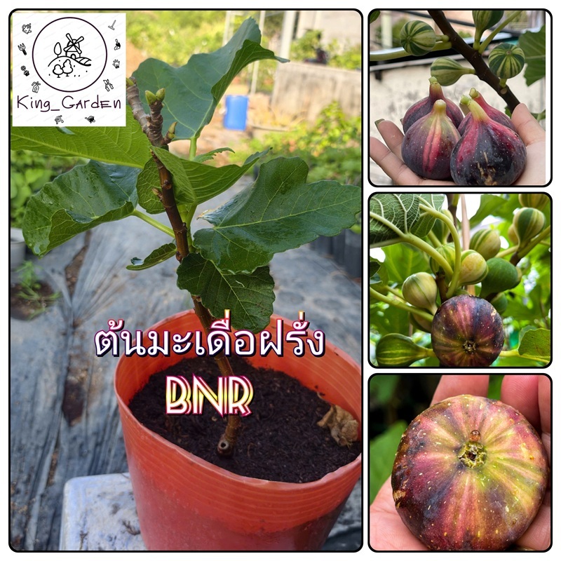 ✨ต้นมะเดื่อฝรั่ง Bordissot Negra Rimada (BNR)✨ หวานฉ่ำ หอมมาก 🍯 ต้นสมบูรณ์ แข็งแรง พร้อมปลูก