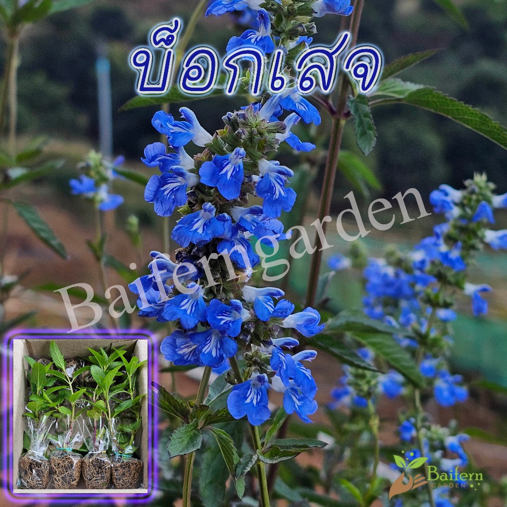 ต้นกล้าดอกบ็อกเสจ (Bog Sage) ดอกไม้กินได้ ต้นแข็งแรงรากแน่นๆ พร้อมปลูก