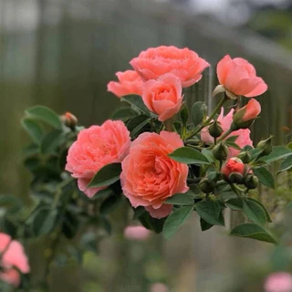กุหลาบสายพันธุ์ โรแมนติก ตูตู (Ramantic TuTu) กุหลาบเลื้อยสีส้มโอรส กลิ่นหอมแรง