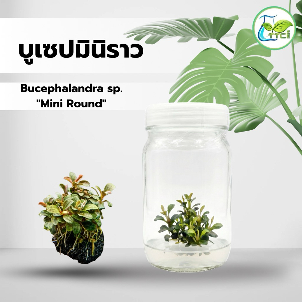 บูเซป มินิราวด์  Bucep miniround (เนื้อเยื่อ) ต้นไม้น้ำ