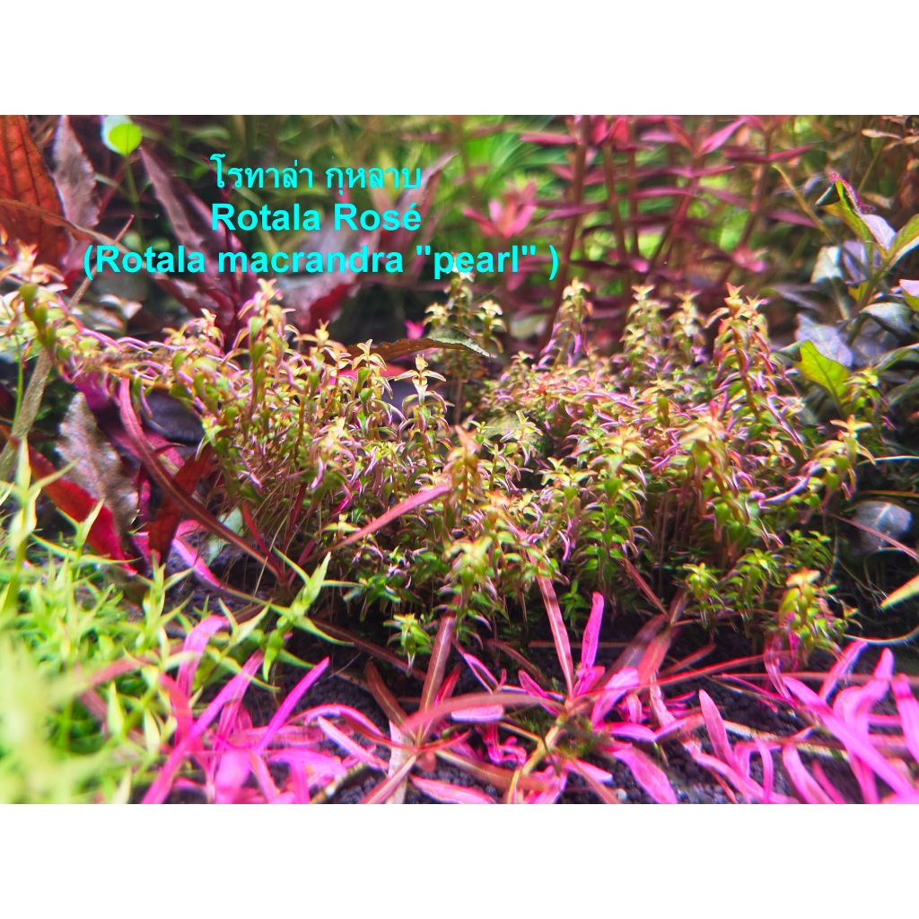 โรทาล่า กุหลาบ Rotala Rosé (Rotala macrandra "pearl" )