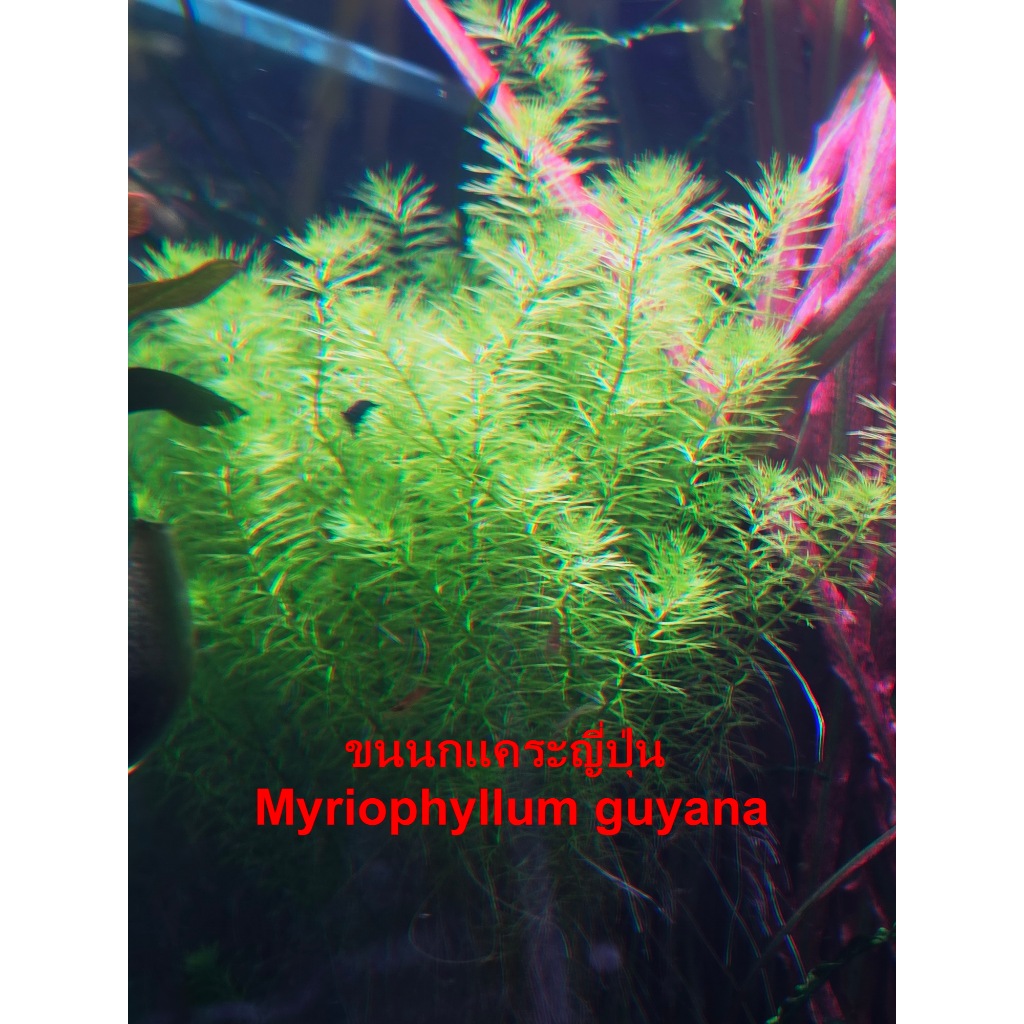 ขนนกแคระญี่ปุ่น Myriophyllum guyana