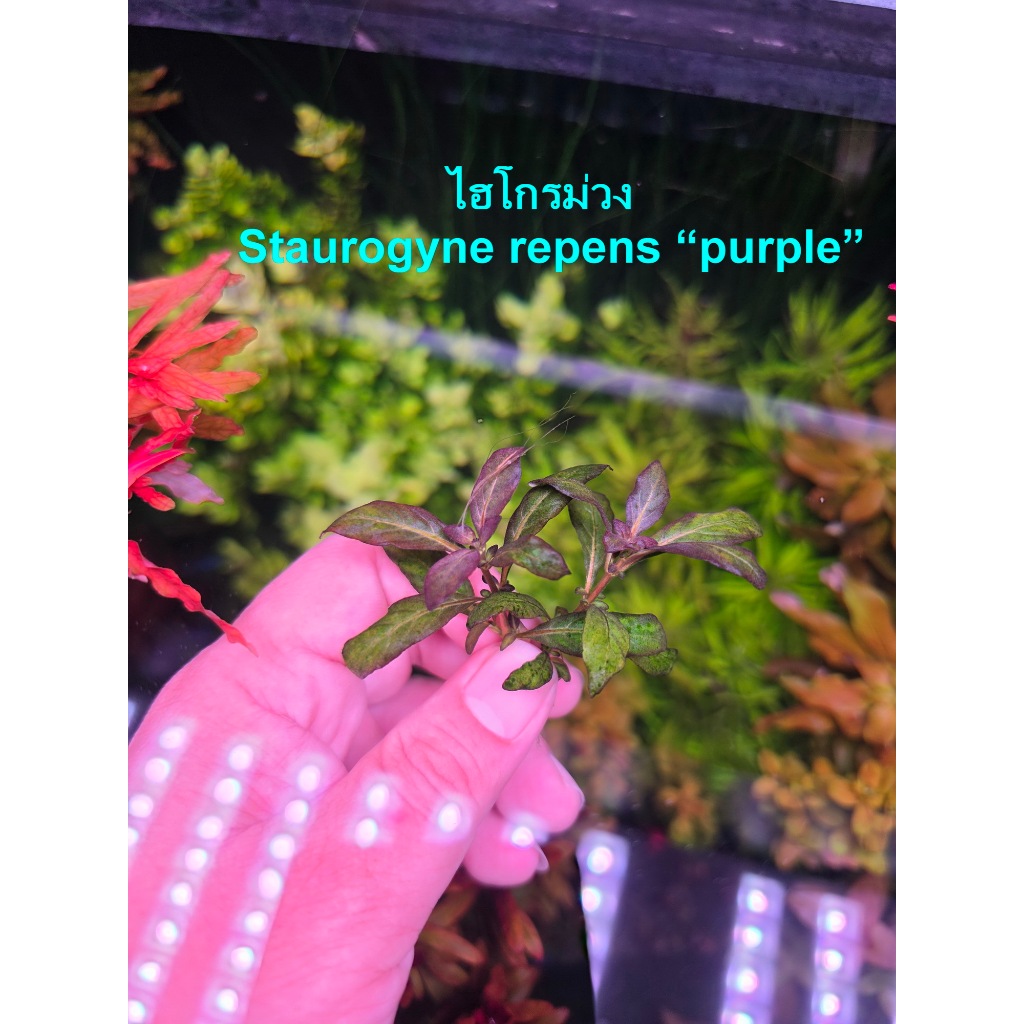 ไฮโกรม่วง staurogyne repens purple