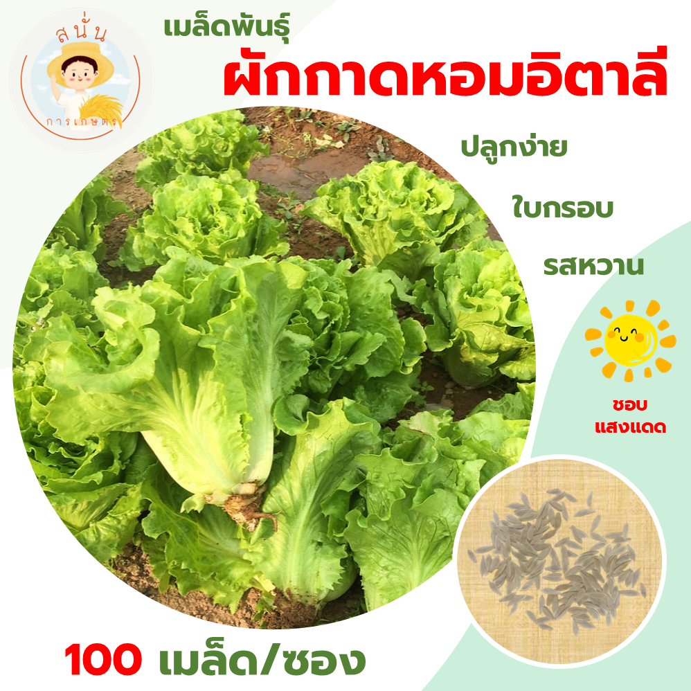 ผักกาดหอมอิตาลี (Italian Lettuce Seeds) เมล็ดพันธุ์ ผักสลัด อิตาลี ขนาด 100 เมล็ด