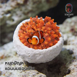 บ้านแอนเล็ก ปลาการ์ตูน ช่วยให้แอนนมไม่เดิน 1ช่องและ 3ช่อง