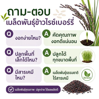 เมล็ดพันธุ์ข้าวไรซ์เบอร์รี่ ปลูกง่าย งอกไว [พันธุ์แท้ ม.เกษตร] ข้าวเปลือกคัดมือ เมล็ดสมบูรณ์ ปลูกได้ทุกพื้นที่
