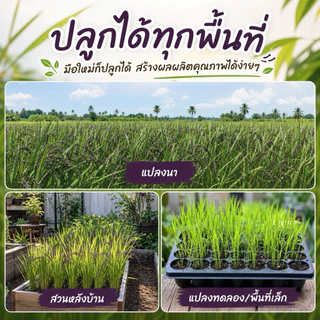 [คัดพิเศษ] เมล็ดพันธุ์ข้าวไรซ์เบอร์รี่ 100% พันธุ์แท้ ม.เกษตร กำแพงแสน อัตรางอกสูงมาก เมล็ดเต่งตึง ไม่ลีบ ไม่หัก ไร้สาร