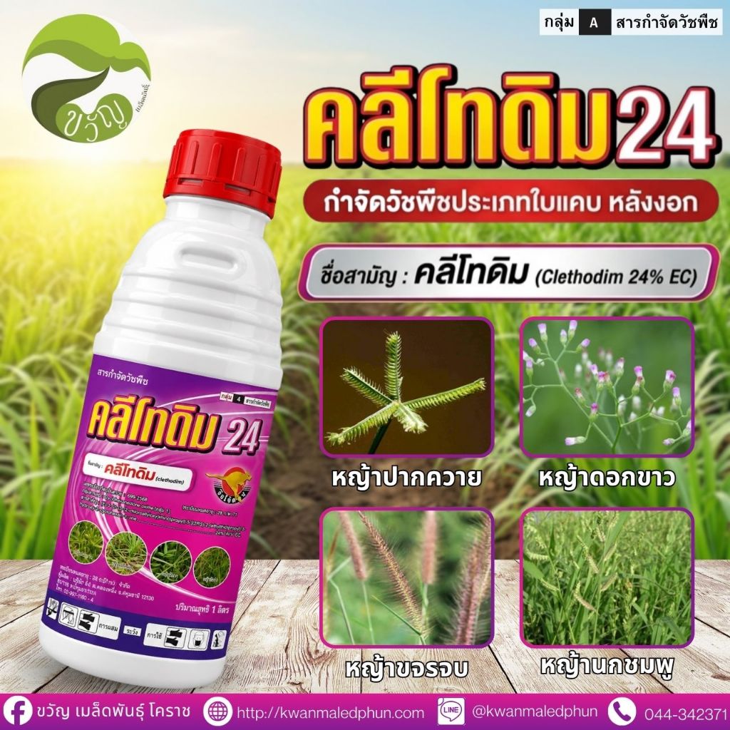 คลีโทดิม24 Clethodim 24% EC ตราจิงโจ้ทอง สารกำจัดวัชพืชใบแคบ หลังงอก ขนาด 1L