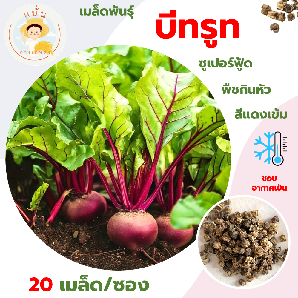บีทรูท (Beetroot Seeds) เมล็ดพันธุ์ บีทรูท ผักกาดฝรั่ง ขนาด 20 เมล็ด
