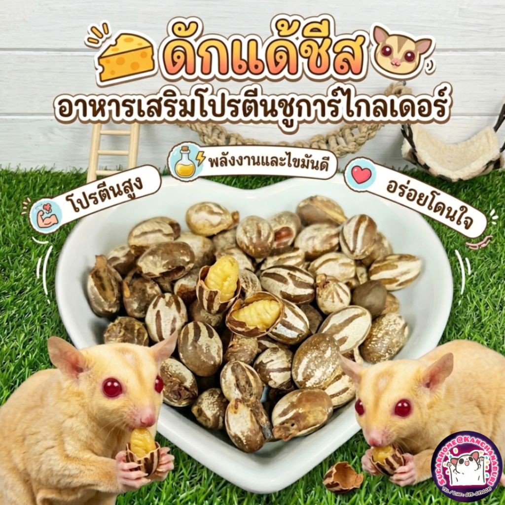 ดักแด้ชีส (หนอนชีสจิ๋ว) เสริมโปรตีนสำหรับชูการ์ไกลเดอร์
