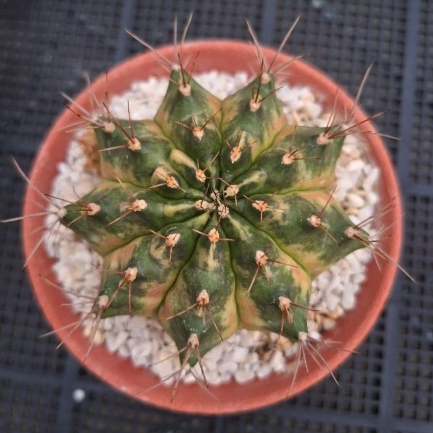 กระบองเพชร แคคตัส (Cactus) ยิมโนด่าง ไม้ชำหน่อ โคลน Peach Peach จัดส่งแบบถอดกระถาง ลักษณะตามภาพ