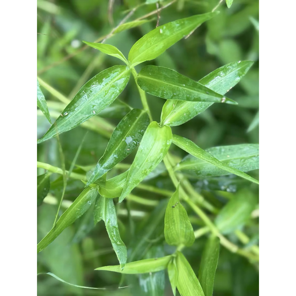 🌱 ผักปราบใบแหลม ต้นสวย แข็งแรง พร้อมปลูก 🌱