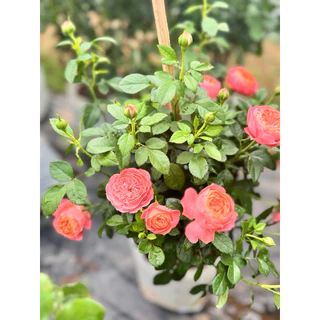 กุหลาบสายพันธุ์ฉายหงส์ เทเรซ่า (chi-hong Terrazza) ไม้พุ่มเตี้ย ดอกดก สีชมพูโอรส