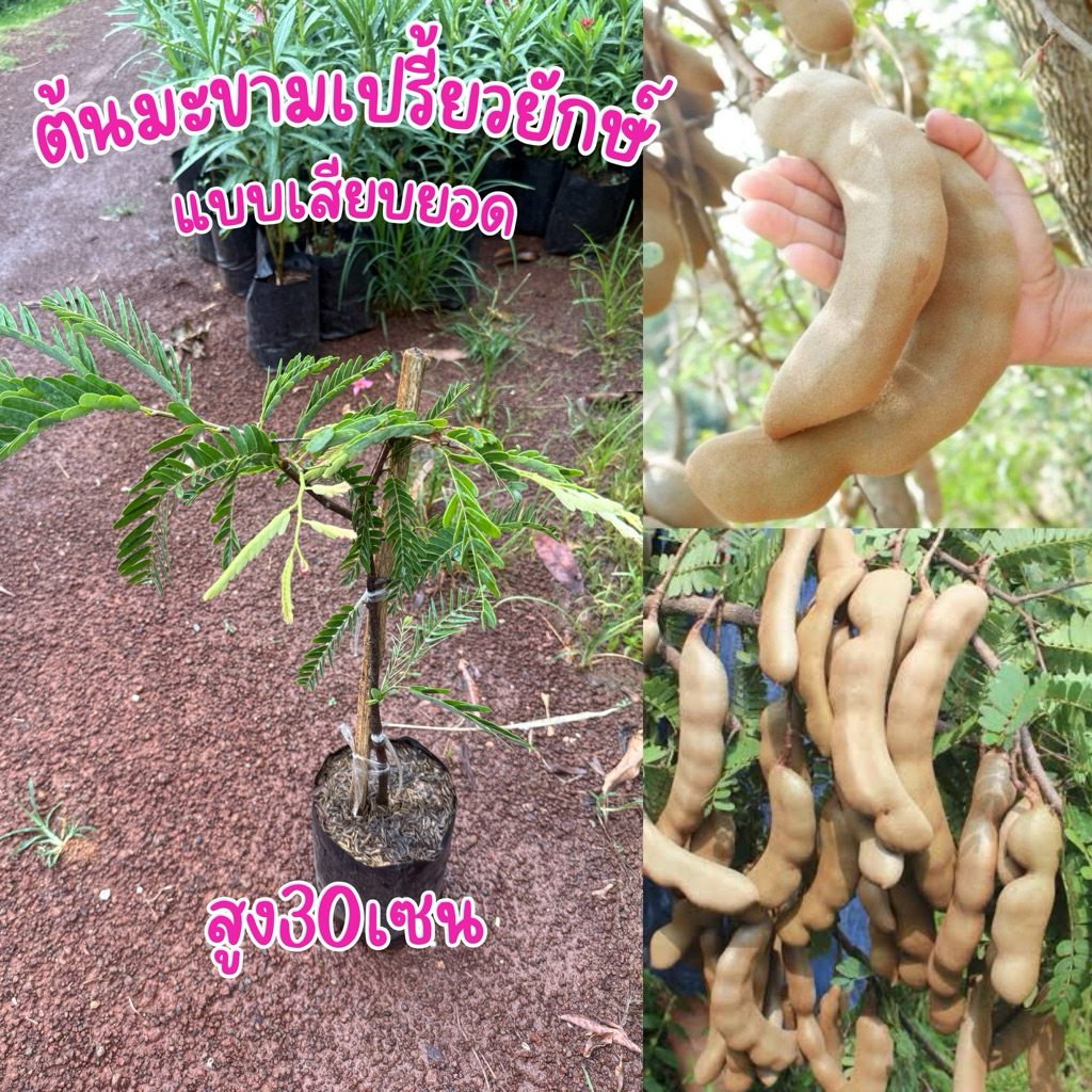 ต้นมะขามเปรี้ยวยักษ์ พันธุ์แท้ แบบเสียบยอด สูง30เซน