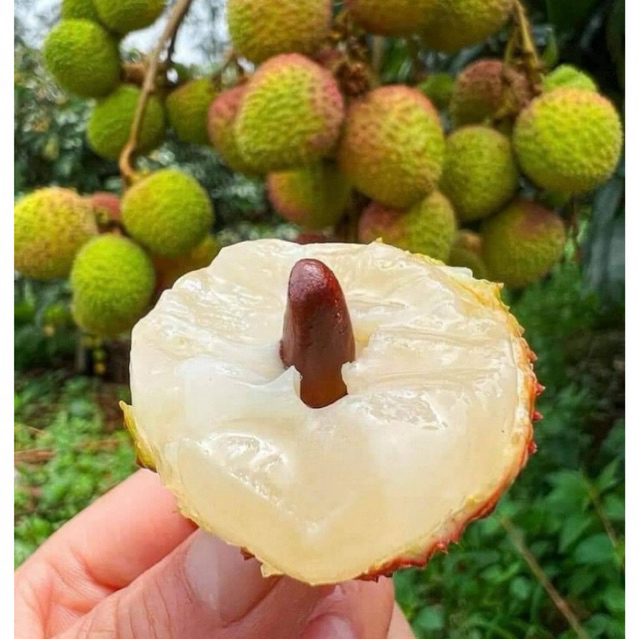 #ลิ้นจี่สนมยิ้ม #ลิ้นจี่เปลือกสีเขียว หวานอร่อย ขายดีมากกก‼️