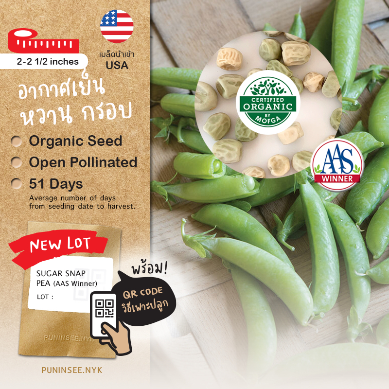 🏅เมล็ดนำเข้า ถั่วลันเตาหวาน Sugar Snap Peas (Organic Seed) AAS ผักฤดูหนาว ปันอินทรีย์
