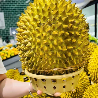 แท่นวางผลไม้ กันกลิ้ง สำหรับทุเรียน แตงโม เมล่อน ใช้โชว์สินค้าในซูเปอร์มาร์เก็ต ร้านผลไม้ แข็งแรง วางได้หลายขนาด