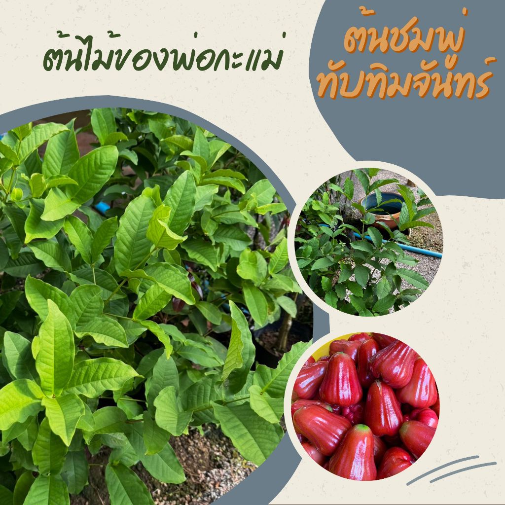 ต้นชมพู่ทับทิมจันทร์ กิ่งตอน พร้อมปลูก 1-2 ปีติดดผล