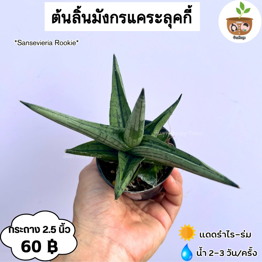 ต้นลุกกี้ (ลิ้นมังกรแคระ) Sansevieria Rookie ไม้ฟอกอากาศ จัดส่ง 2 ต้นขึ้นไปคละแบบไหนก็ได้