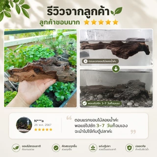 ขอนไม้แต่งตู้ปลา 25cm ชนิดไม่จม เปลือกไม้ธรรมชาติ ไม้เทอราเรียม ยึดมอส ไม้น้ำ ที่หลบปลา กุ้ง เต่า แต่งสวนถาด